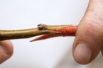 experimenting_with_grafting_can_qualify_for_R&D_tax_credits