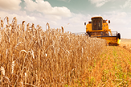 Agriculture-exports-mean-tax-savings-with-Acena-Consulting